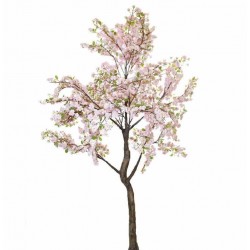 Albero con fiori di ciliegio